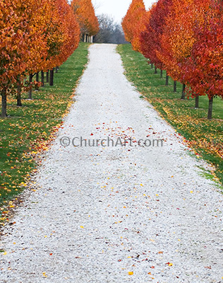Background image of a tree lined gravel road