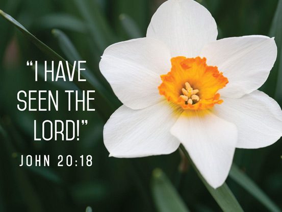 Christian Easter photo of white daffodil with Scripture caption