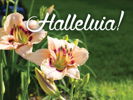 Christian Easter Photo of lilies with Halleluia caption