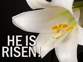 Christian Easter photo of white lily with He Is Risen captio