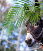 Photo of Donkey's Head with a Palm Leaf in Foreground