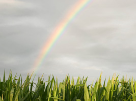 Worship Background with bright rainbow from clouds into a green grasses